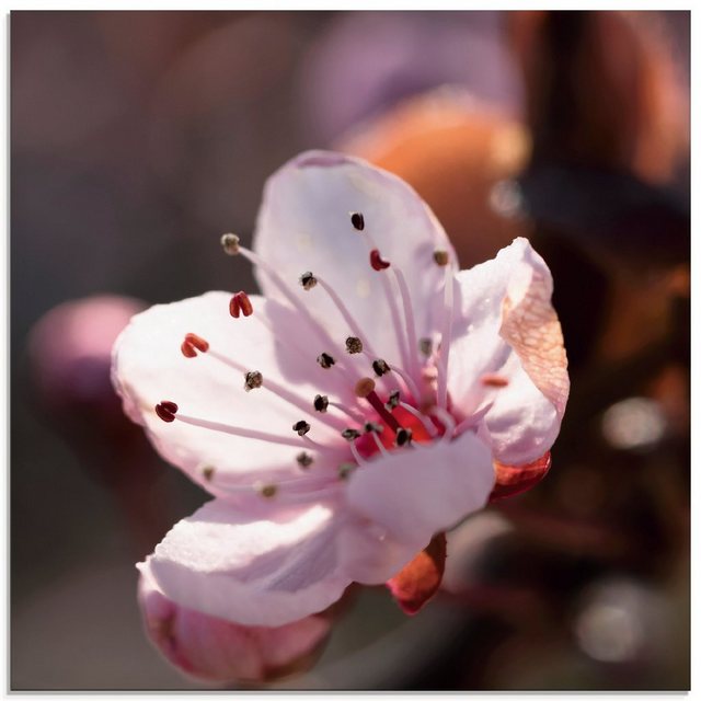 Artland Glasbild »Kirschblüte I«, Blumen (1 Stück)-Bilder-Inspirationen