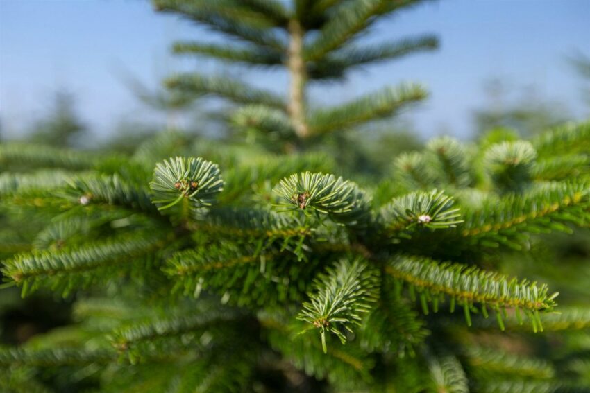 Weihnachtsbaumland Echter Weihnachtsbaum »Nordmanntanne auf Holzkreuz montiert«, Nordmanntanne, Höhe ca. 100 bis 120 cm-Weihnachtsbäume-Ideen für dein Zuhause von Home Trends