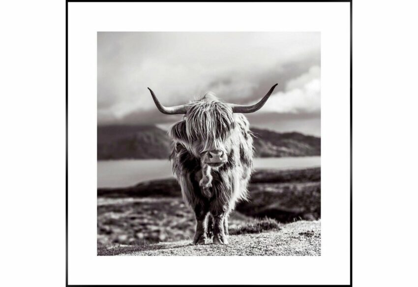 Reinders! Wandbild »Slim Frame Black 50x50 Highland Cow«-Bilder-Ideen für dein Zuhause von Home Trends