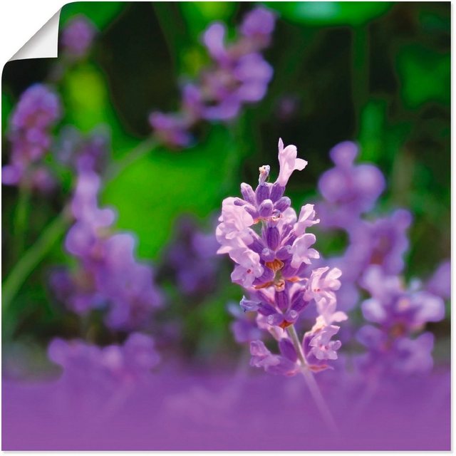Artland Wandbild »Lavendel«, Blumen (1 Stück), in vielen Größen & Produktarten -Leinwandbild, Poster, Wandaufkleber / Wandtattoo auch für Badezimmer geeignet-Bilder-Inspirationen