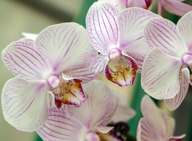 Papermoon Fototapete »White Orchid«, glatt-Tapeten-Inspirationen