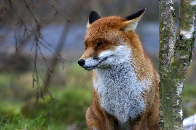 Papermoon Fototapete »Red Fox«, glatt-Tapeten-Inspirationen