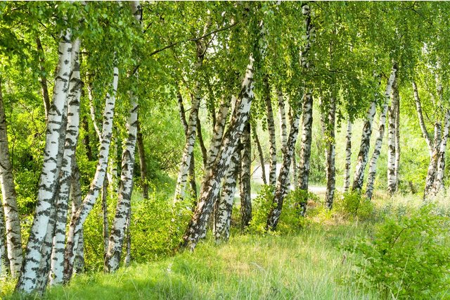 Papermoon Fototapete »Birch Tree Forest«, glatt-Tapeten-Inspirationen