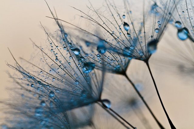 Papermoon Fototapete »Abstract Dandelions«, glatt-Tapeten-Inspirationen