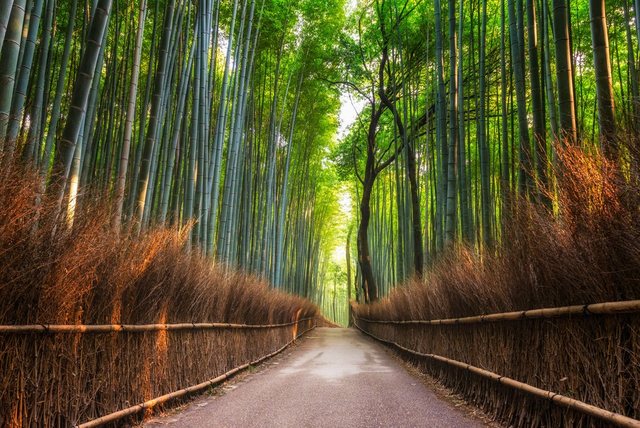 Papermoon Fototapete »Bamboo Grove of Kyoto«, glatt-Tapeten-Inspirationen