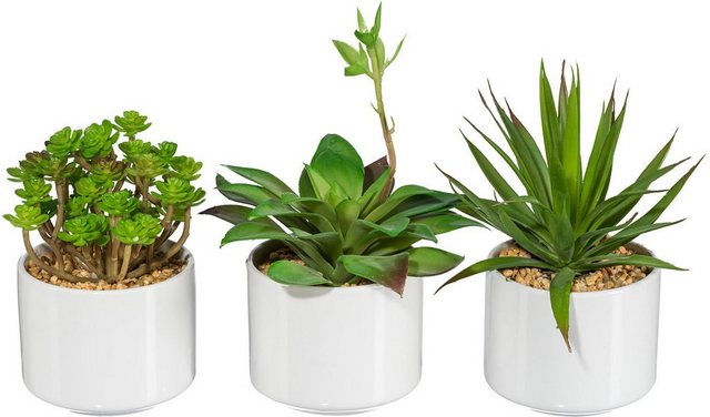Künstliche Zimmerpflanze »Rahel« Sukkulente, my home, Höhe 18 cm, im Keramiktopf, 3er Set-Kunstpflanzen-Inspirationen