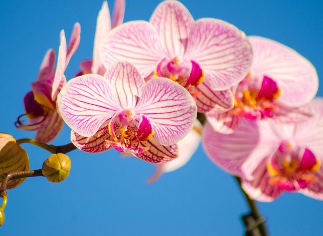 Papermoon Fototapete »Pink Phalaenopsis Orchid«, glatt-Tapeten-Inspirationen