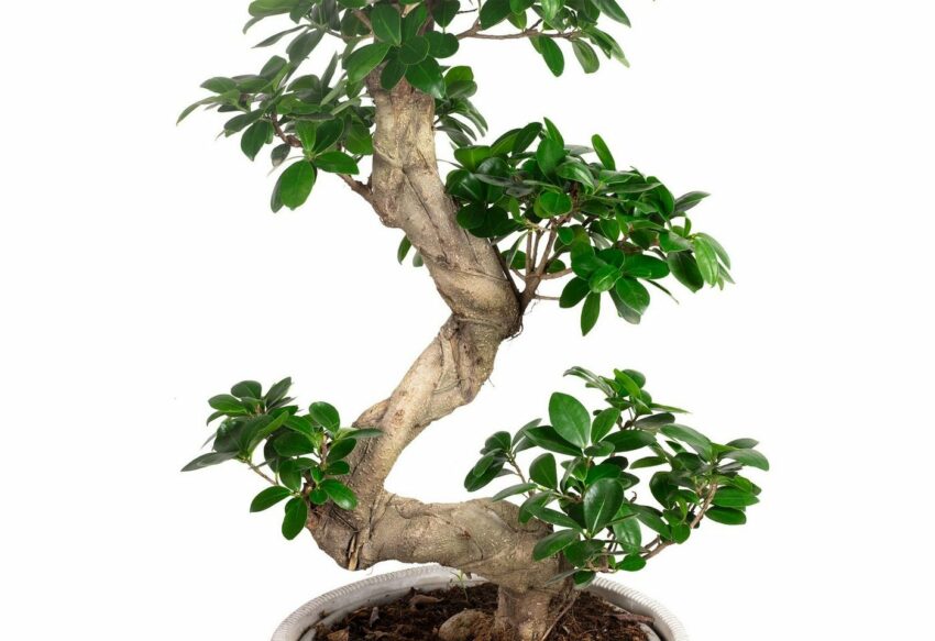 Flowerbox Zimmerpflanze »Bonsai Feige - Ficus Microcarpa Ginseng Fuji«-Pflanzen-Ideen für dein Zuhause von Home Trends