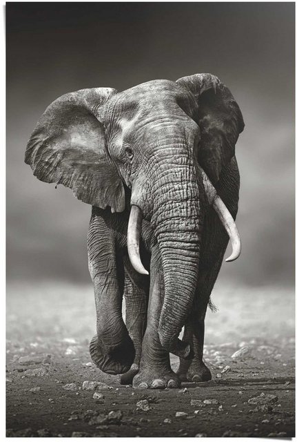 Reinders! Poster »Poster Elefant Wanderung«, Elefanten (1 Stück)-Bilder-Inspirationen