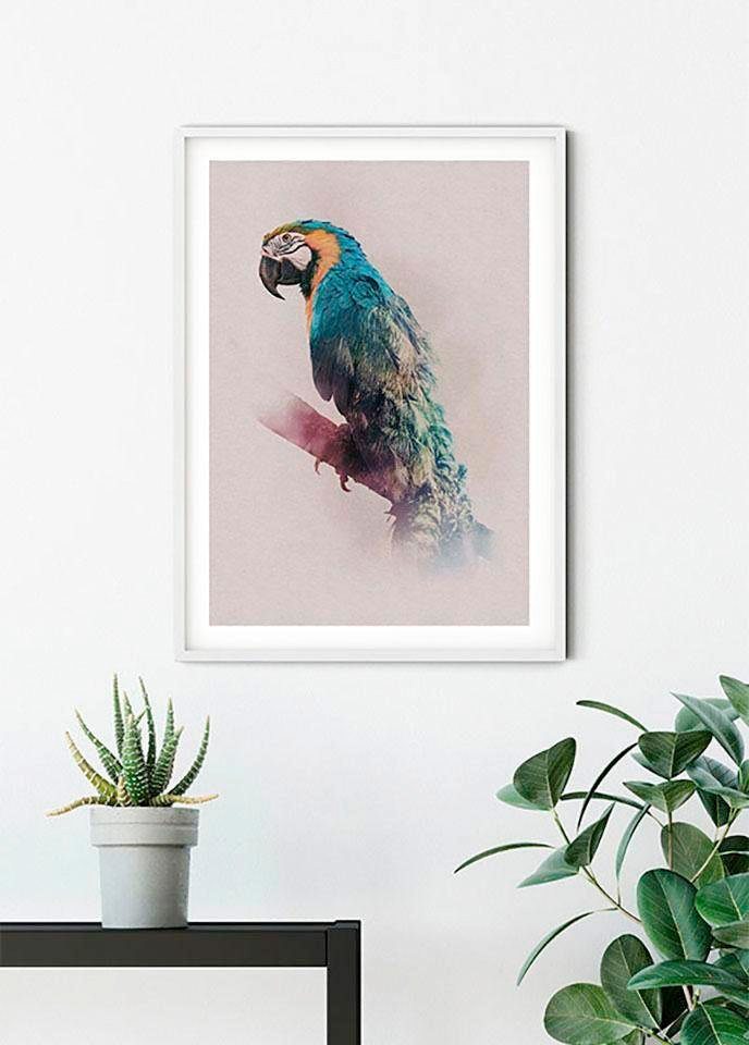 Komar Poster »Animals Paradise Parrot«, Tiere, Höhe: 50cm-Bilder-Ideen für dein Zuhause von Home Trends