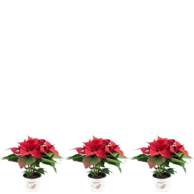 Flowerbox Zimmerpflanze »Weihnachtsstern - Euphorbia pulcherrima«-Pflanzen-Inspirationen
