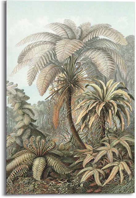 Reinders! Wandbild »Wandbild Art of Nature Filicina - Ernst Haeckel - Dschungel - Botanisch - Palmen«, Natur (1 Stück)-Bilder-Inspirationen