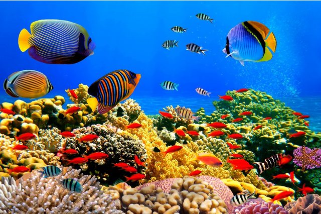 Papermoon Fototapete »Coral Colony Red Sea«, glatt-Tapeten-Inspirationen