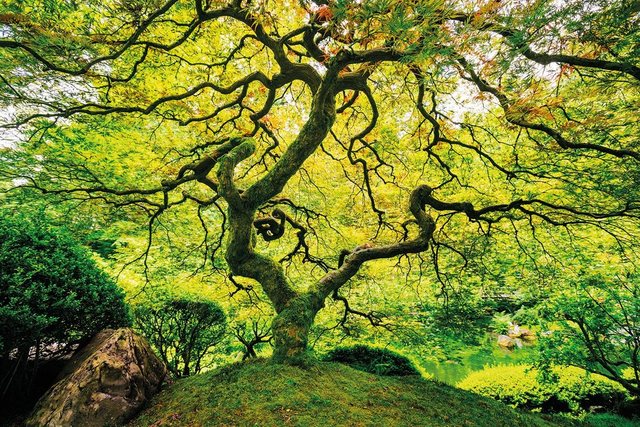 Papermoon Fototapete »Japanese Maple Tree«, glatt-Tapeten-Inspirationen