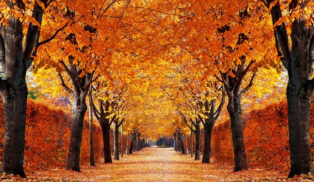 Papermoon Fototapete »Autumn Alley«, glatt-Tapeten-Inspirationen
