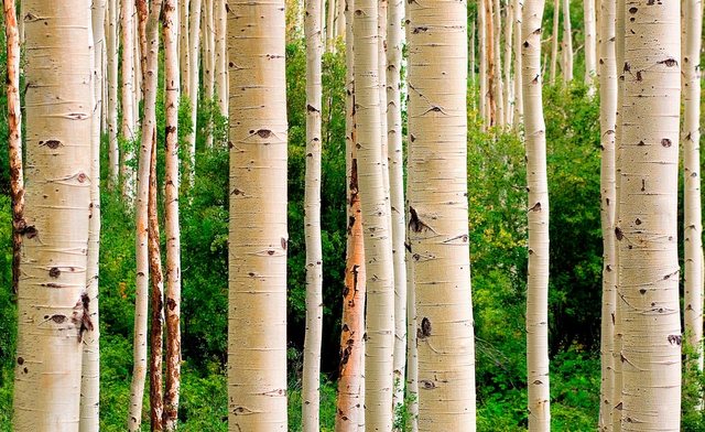 Papermoon Fototapete »Aspen Woods in Summer«, glatt-Tapeten-Inspirationen