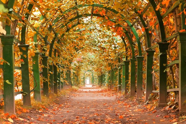 Papermoon Fototapete »Autumn Garden«, glatt-Tapeten-Inspirationen