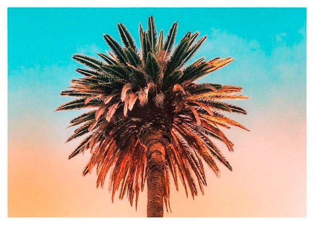 Komar Poster »Palm Tree«, Pflanzen, Blätter, Höhe: 50cm-Bilder-Inspirationen