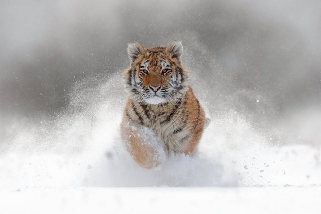 Papermoon Fototapete »Siberian Tiger«, glatt-Tapeten-Inspirationen