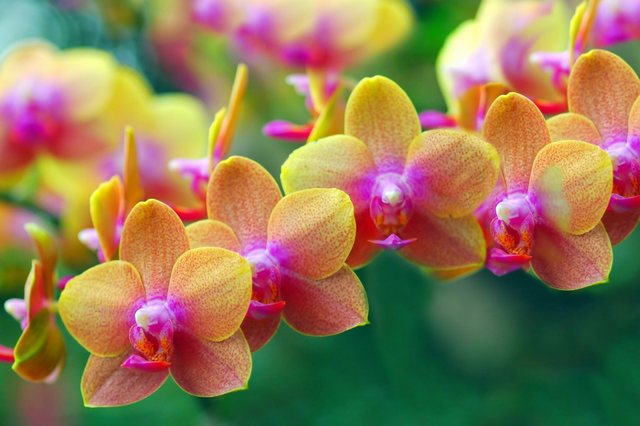 Papermoon Fototapete »Golden Orchids«, glatt-Tapeten-Inspirationen