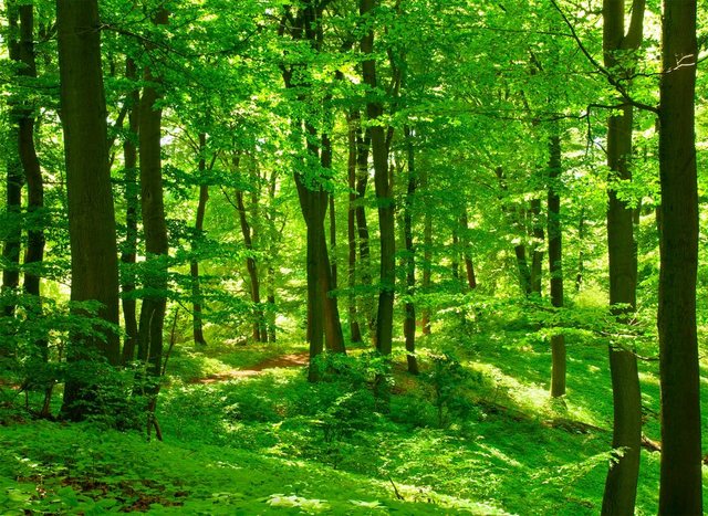 Papermoon Fototapete »Forest in Spring«, glatt-Tapeten-Inspirationen