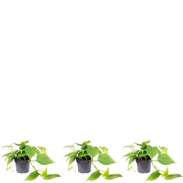 Flowerbox Zimmerpflanze »Baumfreund - Philodendron scandens«-Pflanzen-Inspirationen