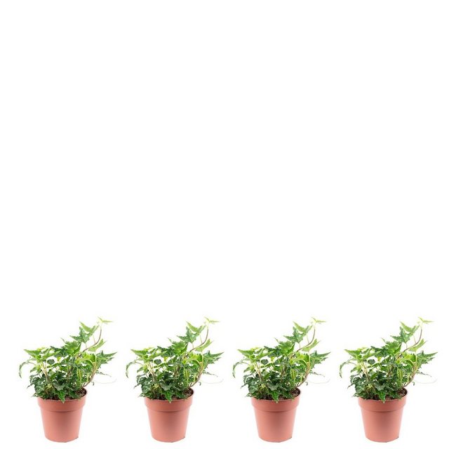 Flowerbox Zimmerpflanze »Gemeiner Efeu - Hedera helix«-Pflanzen-Inspirationen