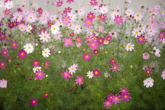 Papermoon Fototapete »Cosmos Flowers«, glatt-Tapeten-Inspirationen