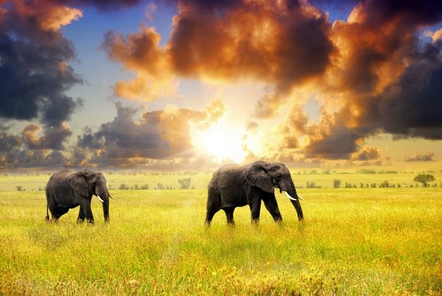 Papermoon Fototapete »African Elephants«, glatt-Tapeten-Inspirationen