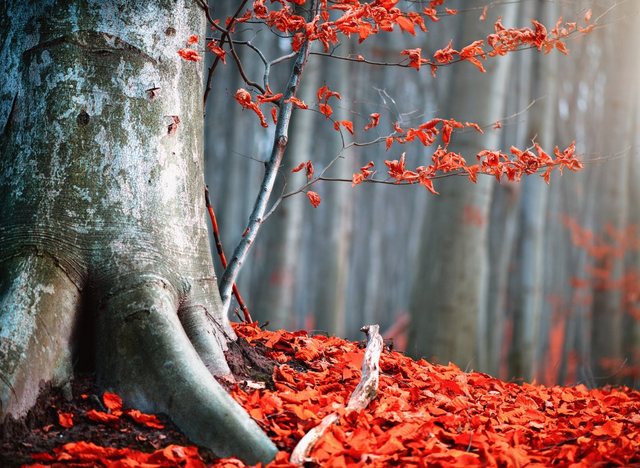 Papermoon Fototapete »Old Autumn Tree«, glatt-Tapeten-Inspirationen