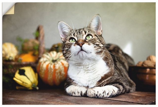 Artland Wandbild »Katze und Herbstdeko«, Haustiere (1 Stück)-Bilder-Inspirationen