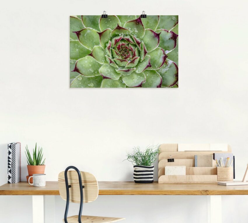 Artland Wandbild »Sukkulente mit Regentropfen«, Pflanzenbilder (1 Stück), in vielen Größen & Produktarten - Alubild / Outdoorbild für den Außenbereich, Leinwandbild, Poster, Wandaufkleber / Wandtattoo auch für Badezimmer geeignet-Bilder-Ideen für dein Zuhause von Home Trends