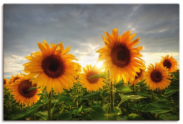 Artland Wandbild »Sonnenblumen II«, Blumen (1 Stück)-Bilder-Inspirationen