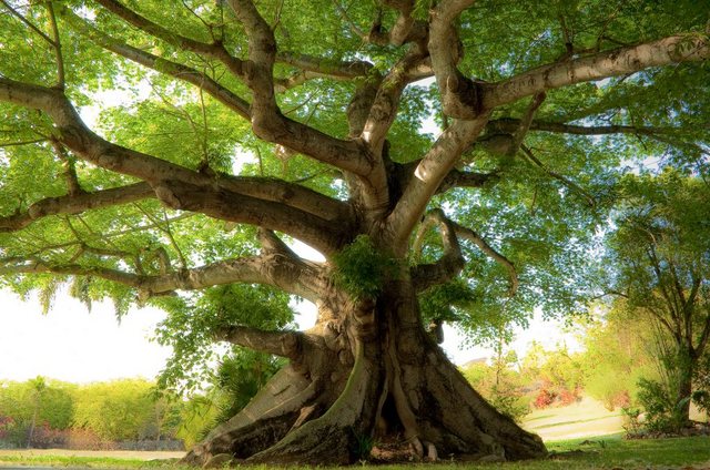 Papermoon Fototapete »Peaceful Tree«, glatt-Tapeten-Inspirationen