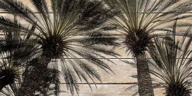 queence Holzbild »Vintage Palmen«, 40x80 cm-Bilder-Inspirationen