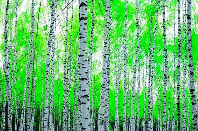 Papermoon Fototapete »Birch Forest«, glatt-Tapeten-Inspirationen