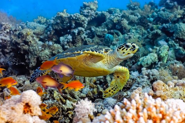 Papermoon Fototapete »Sea Turtle«, glatt-Tapeten-Inspirationen