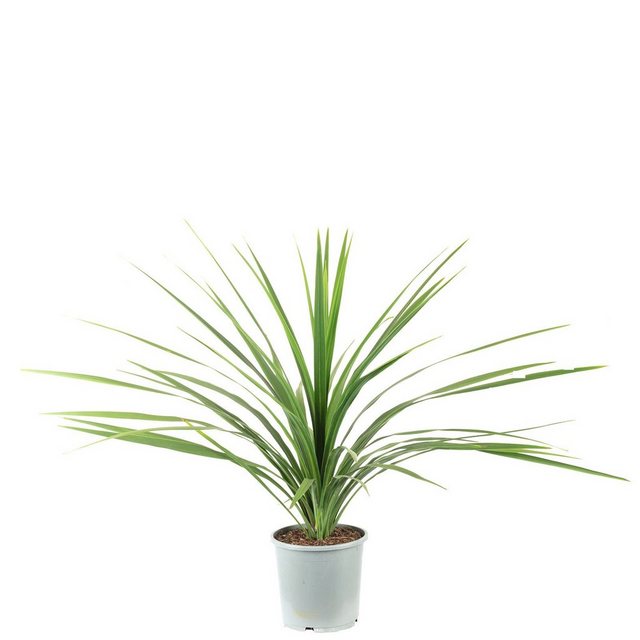 Flowerbox Zimmerpflanze »Keulenlilie - Cordyline australis 'Verde'«-Pflanzen-Inspirationen