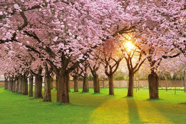 Papermoon Fototapete »Cherry Tree Garden«, glatt-Tapeten-Inspirationen