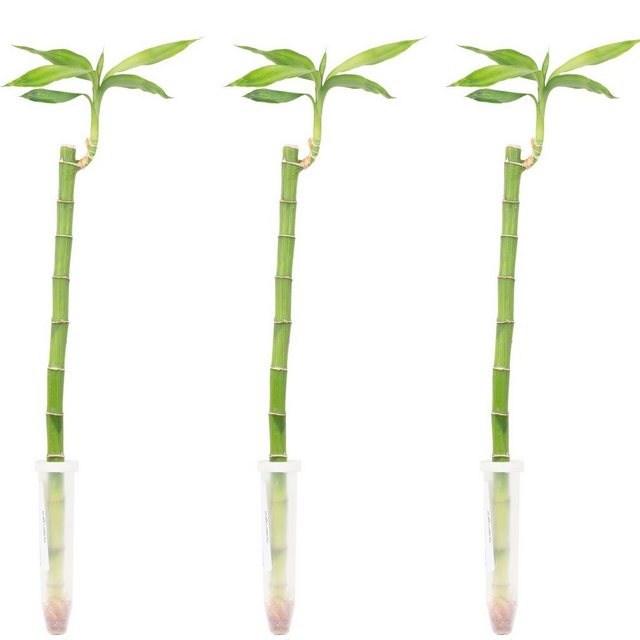 Flowerbox Zimmerpflanze »Glücksbambus "Lucky Bamboo" gerader Stengel - im Röhrchen - Dracaena Sanderiana«-Pflanzen-Inspirationen
