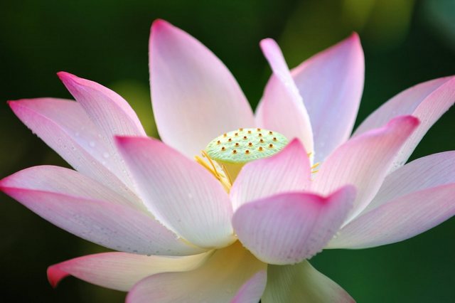 Papermoon Fototapete »Lotus Flower«, glatt-Tapeten-Inspirationen