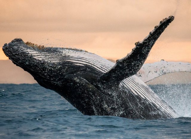 Papermoon Fototapete »Humpback Whale«, glatt-Tapeten-Inspirationen