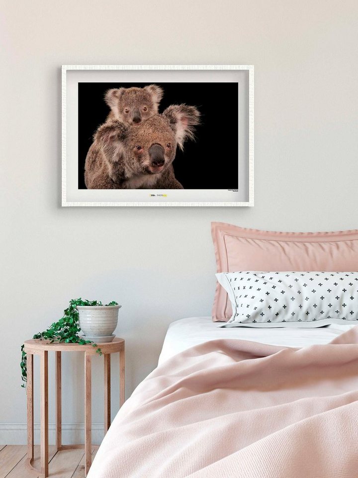 Komar Poster »Koala Bear«, Tiere, Höhe: 40cm-Bilder-Ideen für dein Zuhause von Home Trends