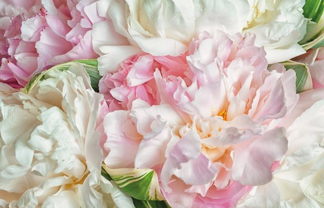 Papermoon Fototapete »Blooming Peonies«, glatt-Tapeten-Inspirationen