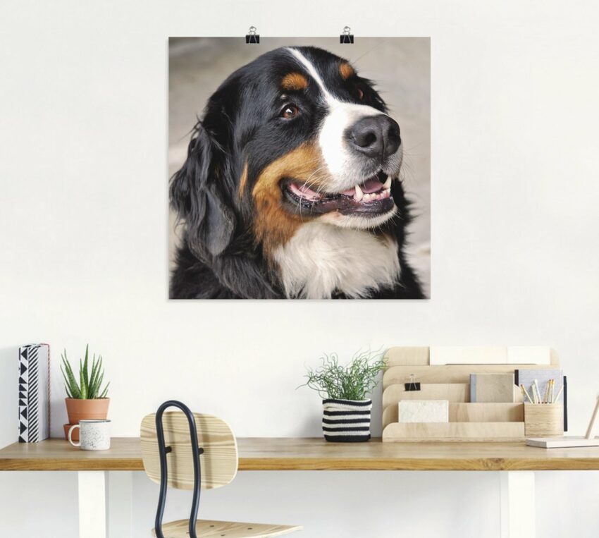 Artland Wandbild »Berner Sennenhund«, Haustiere (1 Stück), in vielen Größen & Produktarten -Leinwandbild, Poster, Wandaufkleber / Wandtattoo auch für Badezimmer geeignet-Bilder-Ideen für dein Zuhause von Home Trends