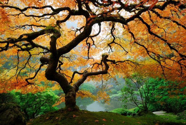 Papermoon Fototapete »Autumn Maple Tree«, glatt-Tapeten-Inspirationen