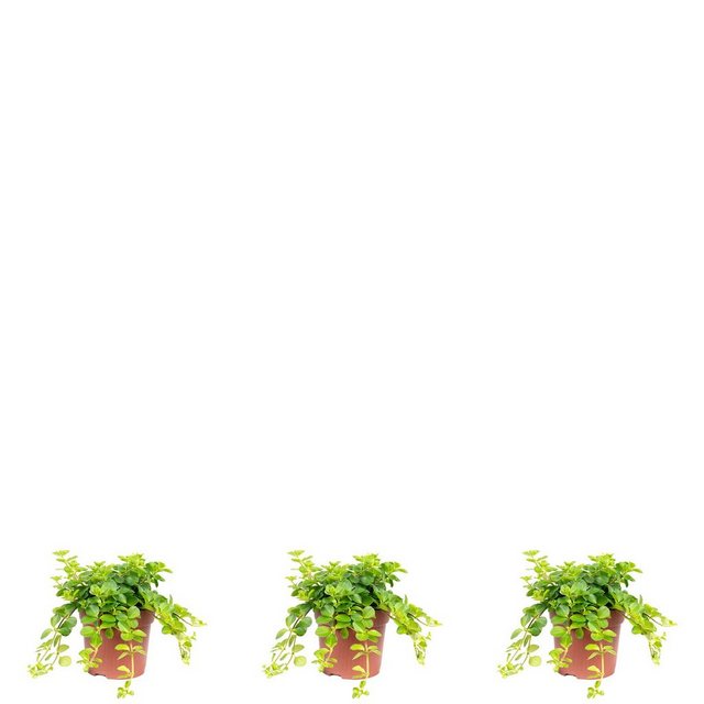 Flowerbox Zimmerpflanze »Zwergpfeffer "Smit Rondo Venetiano" - Peperomia rotundifolia«-Pflanzen-Inspirationen