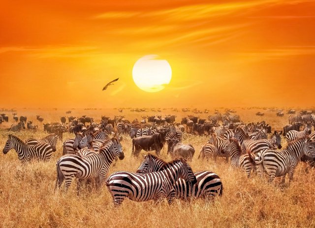 Papermoon Fototapete »African Antelopes and Zebras«, glatt-Tapeten-Inspirationen