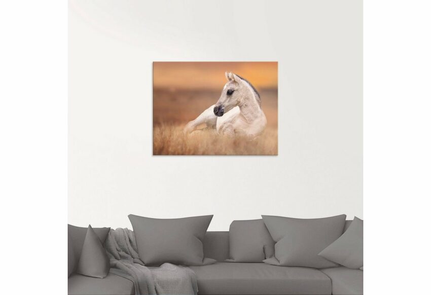 Artland Glasbild »Fohlen in den Feldern II«, Haustiere (1 Stück)-Bilder-Ideen für dein Zuhause von Home Trends