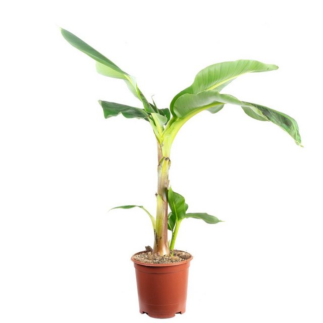 Flowerbox Zimmerpflanze »Bananenpflanze - Musa 'Dwarf Cavendish'«-Pflanzen-Inspirationen